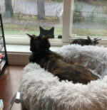 Decoração De Gato Bravo Nervoso Para Janela Parede Banheiro - Imagem 13